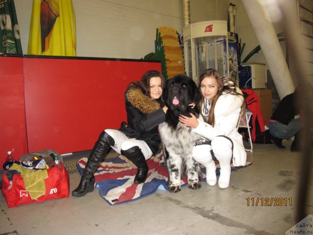 Фото: ньюфаундленд Plyushevaya Panda Stil'-Sankt-Peterburga (Плюшевая Панда Стиль-Санкт-Петербурга)