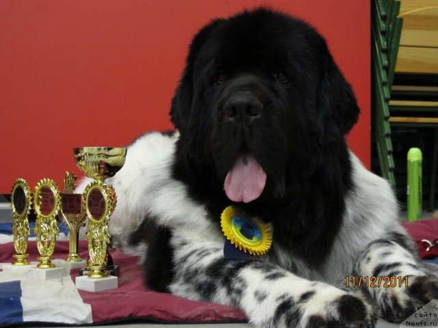 Фото: ньюфаундленд Plyushevaya Panda Stil'-Sankt-Peterburga (Плюшевая Панда Стиль-Санкт-Петербурга)