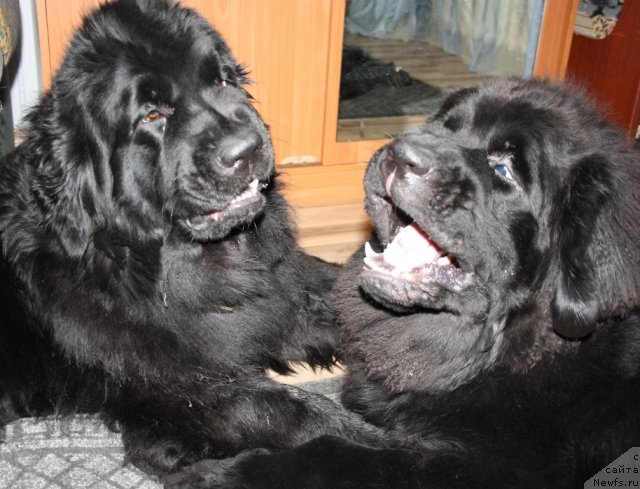 Фото: ньюфаундленд Fortuna of Giant's Island, ньюфаундленд Beguschaya po Volnam Zero Kool (Бегущая по Волнам Зеро Коол)