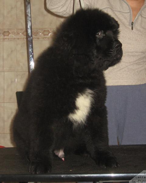 Фото: ньюфаундленд Laskovyiy Misha s Berega Dona (Ласковый Миша с Берега Дона)