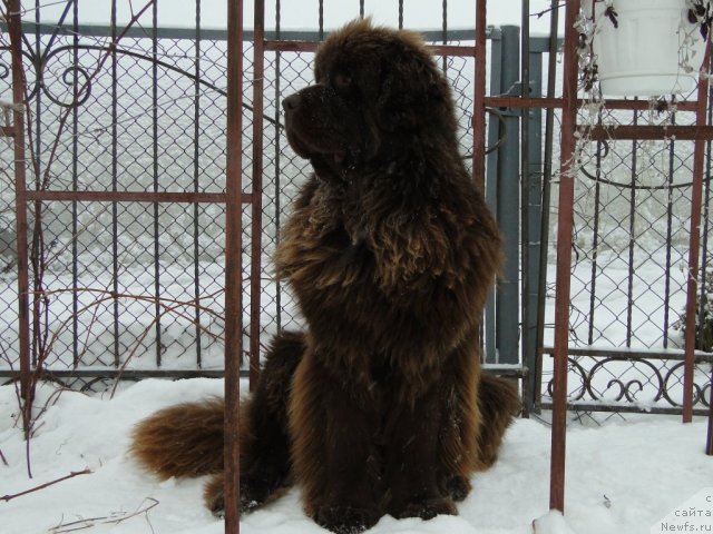 Фото: ньюфаундленд Barhatka Roskoshnaya (Бархатка Роскошная)