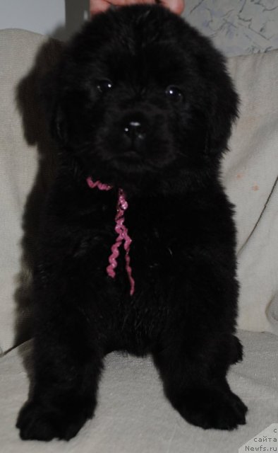 Фотография № 83287