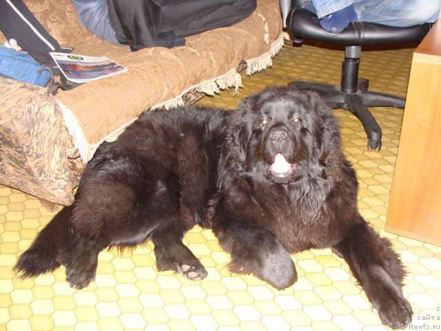 Фото: ньюфаундленд CHelendjer (Челенджер)