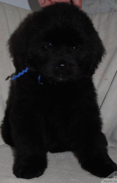 Фотография № 83290