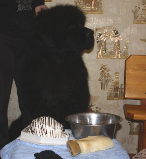 Фотография № 83291