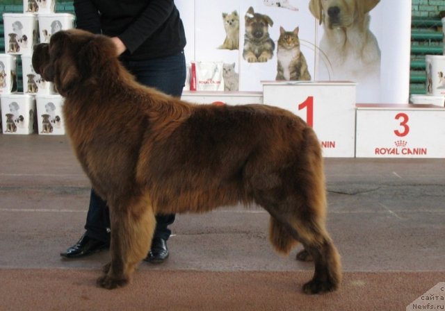 Фото: ньюфаундленд Viktoriya Gabriyella (Виктория Габриэлла)