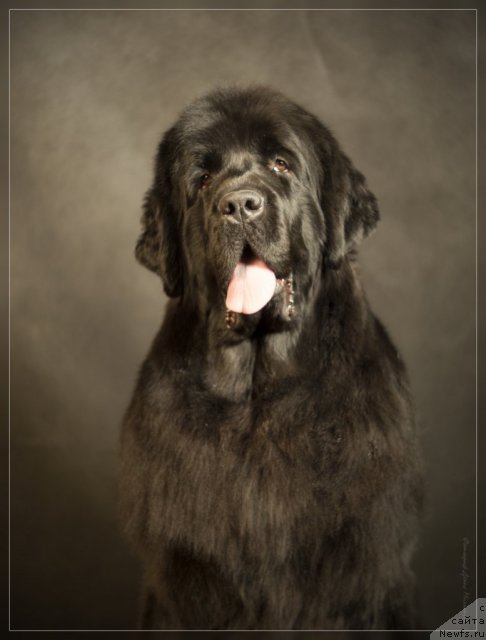 Фото: ньюфаундленд Uyutnaya Dolina Asterii Svet (Уютная Долина Астерии Свет)