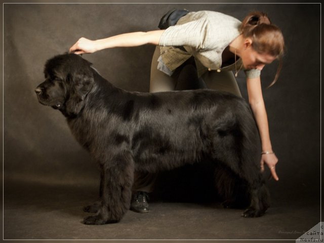 Фото: ньюфаундленд Uyutnaya Dolina Asterii Svet (Уютная Долина Астерии Свет)