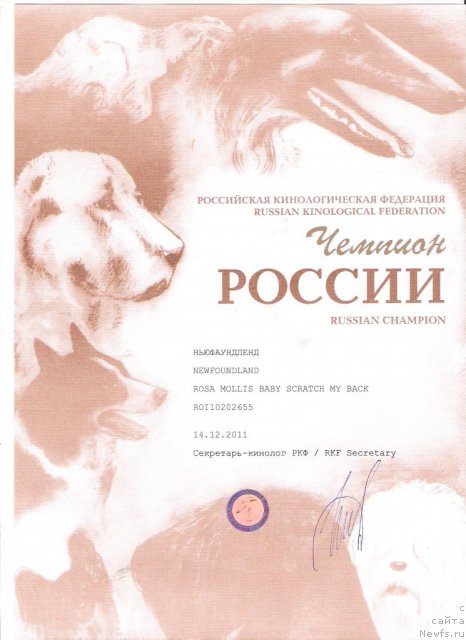 Фото: ньюфаундленд Rosa Mollis Baby Scratch My Back