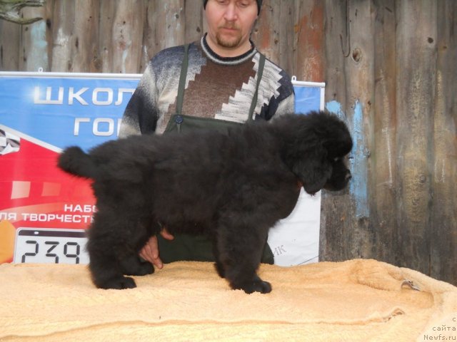 Фото: ньюфаундленд Princ Al'finskiy (Принц Альфинский)
