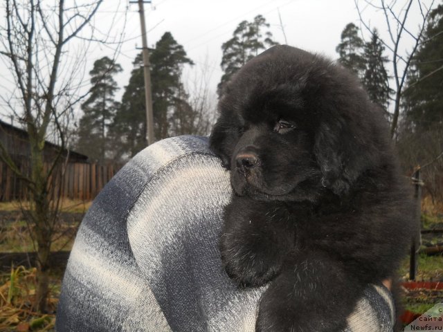 Фото: ньюфаундленд Princ Al'finskiy (Принц Альфинский)