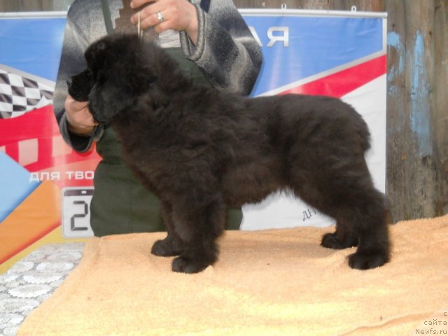 Фото: ньюфаундленд Primadonna Klimskaya (Примадонна Климская)