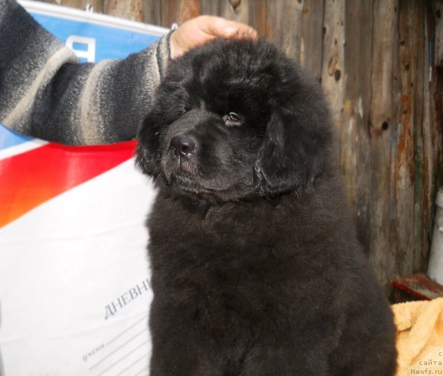 Фото: ньюфаундленд Primadonna Klimskaya (Примадонна Климская)