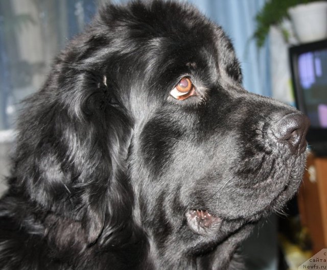 Фотография № 83365