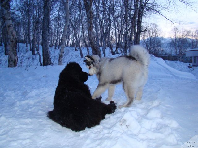 Фото: ньюфаундленд Sent Djons Harebell (Сент Джонс Харебелл)