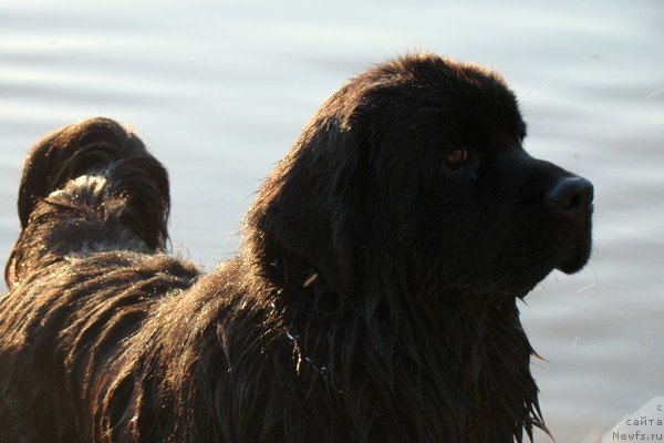 Фото: ньюфаундленд Ryesh (Рэш)