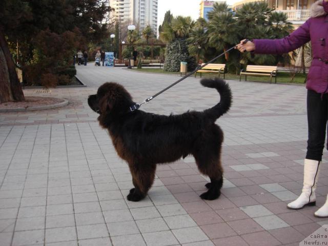 Фото: ньюфаундленд Potap Fidel' (Потап Фидель)