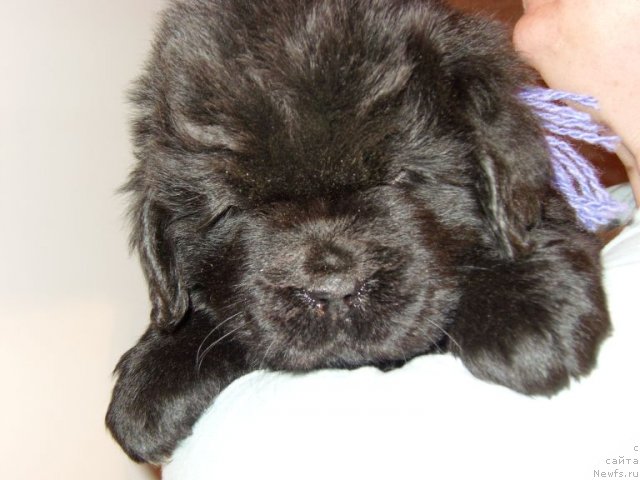 Фото: ньюфаундленд Bjornebandens Nancy Wilson