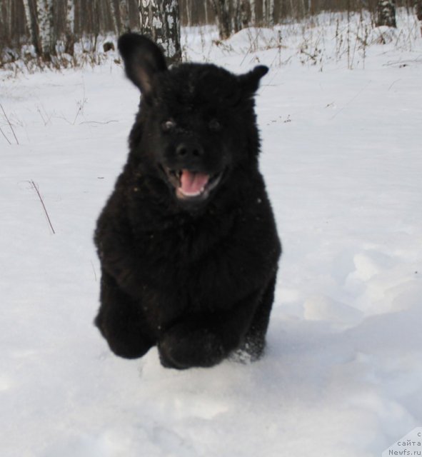 Фотография № 83459