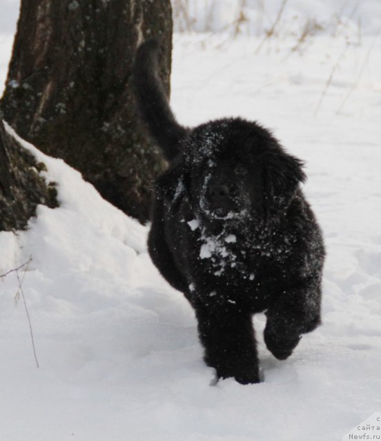 Фотография № 83460