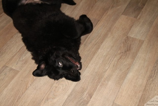 Фотография № 83461