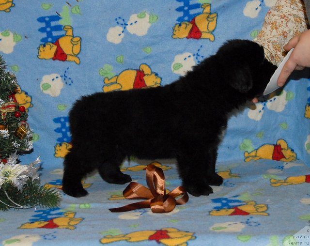 Фото: ньюфаундленд Sent Djons YUkatan (Сент Джонс Юкатан)