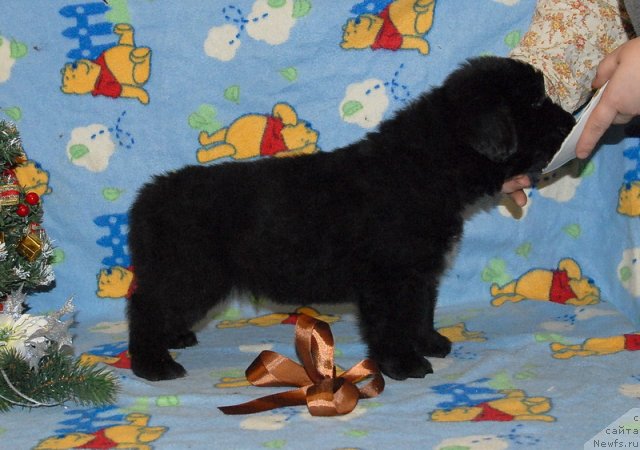 Фото: ньюфаундленд Sent Djons YUkatan (Сент Джонс Юкатан)