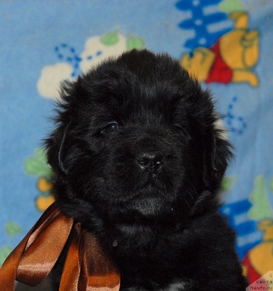 Фото: ньюфаундленд Sent Djons YUkatan (Сент Джонс Юкатан)