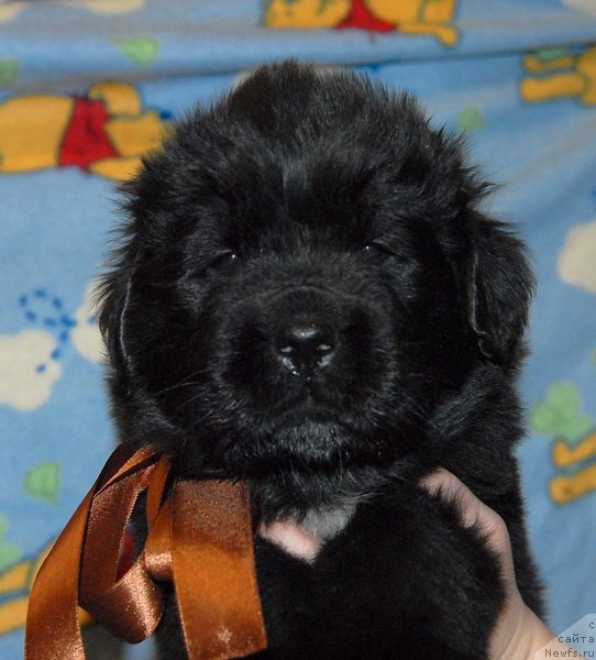 Фото: ньюфаундленд Sent Djons YUkatan (Сент Джонс Юкатан)