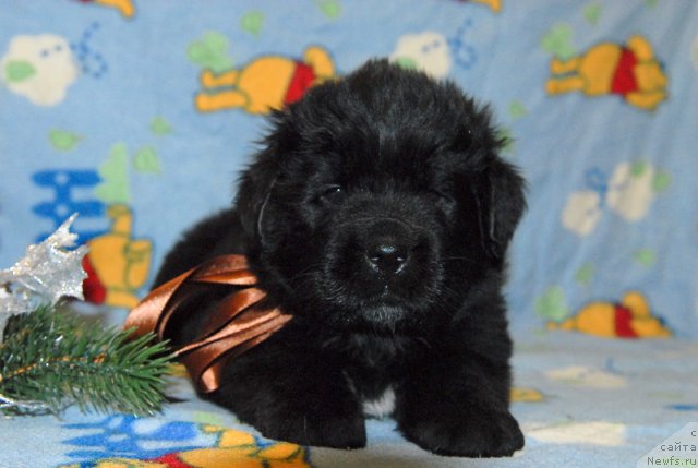 Фото: ньюфаундленд Sent Djons YUkatan (Сент Джонс Юкатан)