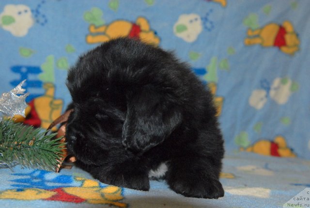 Фото: ньюфаундленд Sent Djons YUkatan (Сент Джонс Юкатан)