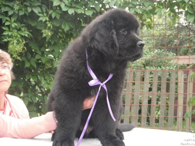 Фотография № 83490