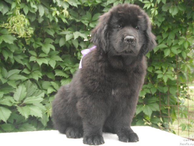 Фотография № 83491