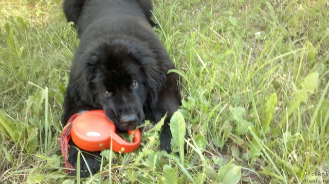 Фотография № 83492