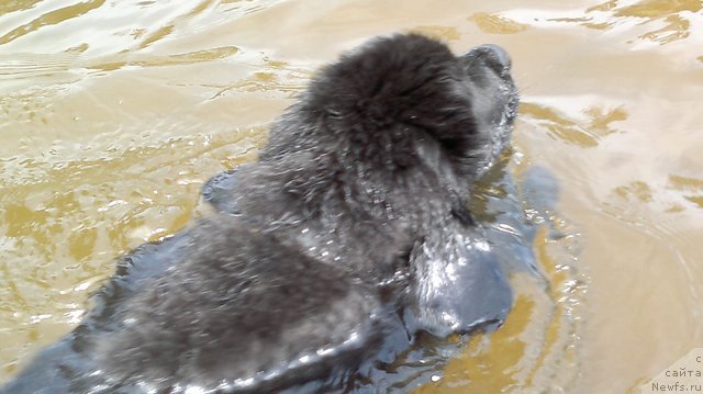 Фотография № 83494