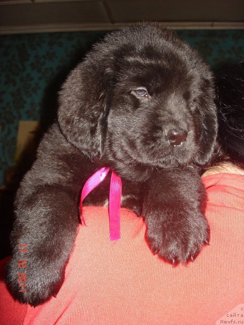 Фото: ньюфаундленд Smigar Osennyaya Skazka (Смигар Осенняя Сказка), ньюфаундленд Smigar Nansen Neustrashimy (Смигар Нансен Неустрашимый)