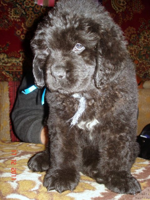 Фото: ньюфаундленд Smigar Osennyaya Skazka (Смигар Осенняя Сказка), ньюфаундленд Smigar Nansen Neustrashimy (Смигар Нансен Неустрашимый)