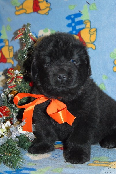 Фото: ньюфаундленд Sent Djons YUkos (Сент Джонс Юкос)