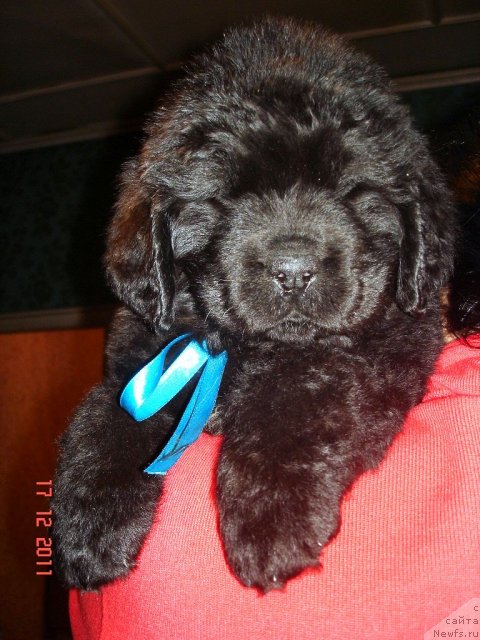 Фото: ньюфаундленд Smigar Osennyaya Skazka (Смигар Осенняя Сказка), ньюфаундленд Smigar Nansen Neustrashimy (Смигар Нансен Неустрашимый)