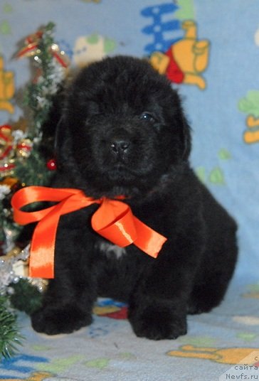 Фото: ньюфаундленд Sent Djons YUkos (Сент Джонс Юкос)