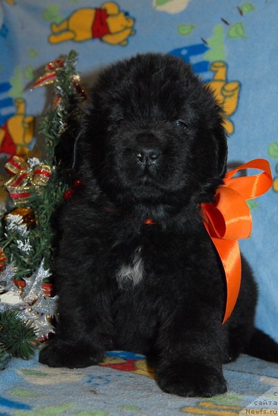 Фото: ньюфаундленд Sent Djons YUkos (Сент Джонс Юкос)