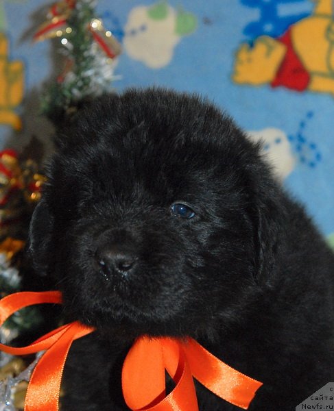 Фото: ньюфаундленд Sent Djons YUkos (Сент Джонс Юкос)