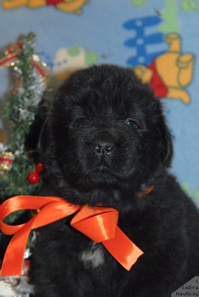 Фото: ньюфаундленд Sent Djons YUkos (Сент Джонс Юкос)