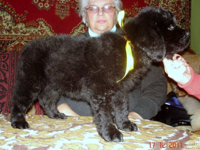 Фото: ньюфаундленд Smigar Osennyaya Skazka (Смигар Осенняя Сказка), ньюфаундленд Smigar Nansen Neustrashimy (Смигар Нансен Неустрашимый)