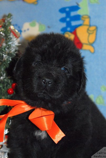 Фото: ньюфаундленд Sent Djons YUkos (Сент Джонс Юкос)