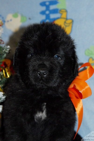 Фото: ньюфаундленд Sent Djons YUkos (Сент Джонс Юкос)