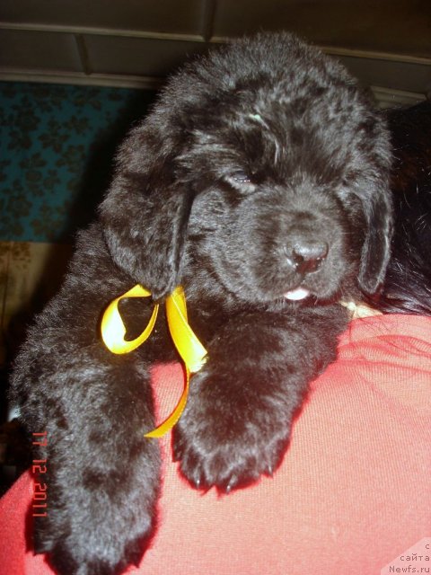 Фото: ньюфаундленд Smigar Osennyaya Skazka (Смигар Осенняя Сказка), ньюфаундленд Smigar Nansen Neustrashimy (Смигар Нансен Неустрашимый)