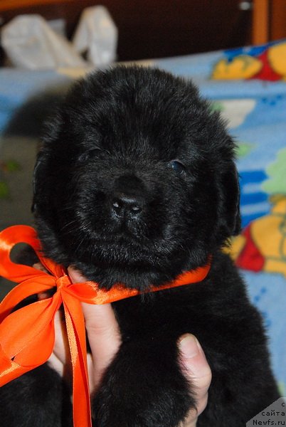 Фото: ньюфаундленд Sent Djons YUkos (Сент Джонс Юкос)