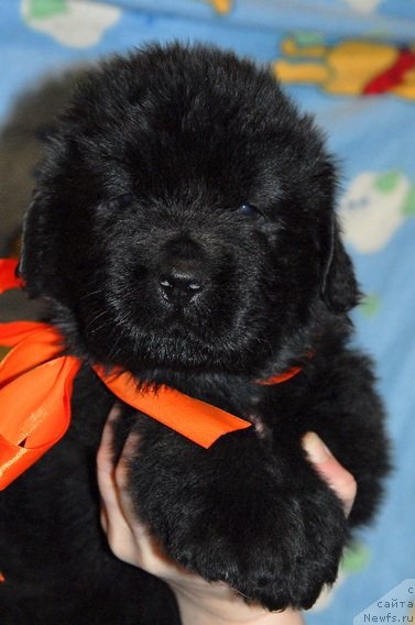 Фото: ньюфаундленд Sent Djons YUkos (Сент Джонс Юкос)