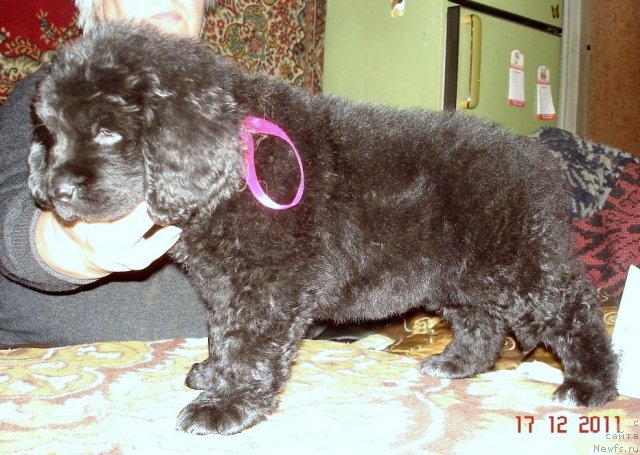 Фото: ньюфаундленд Smigar Osennyaya Skazka (Смигар Осенняя Сказка), ньюфаундленд Smigar Nansen Neustrashimy (Смигар Нансен Неустрашимый)